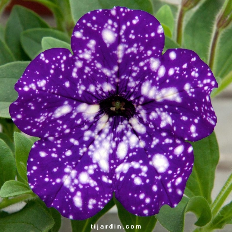 Petunia bicolore